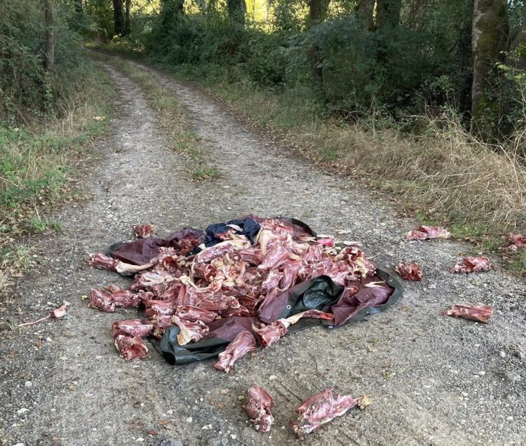 Plus de 100 carcasses de canards découvertes en bordure de route