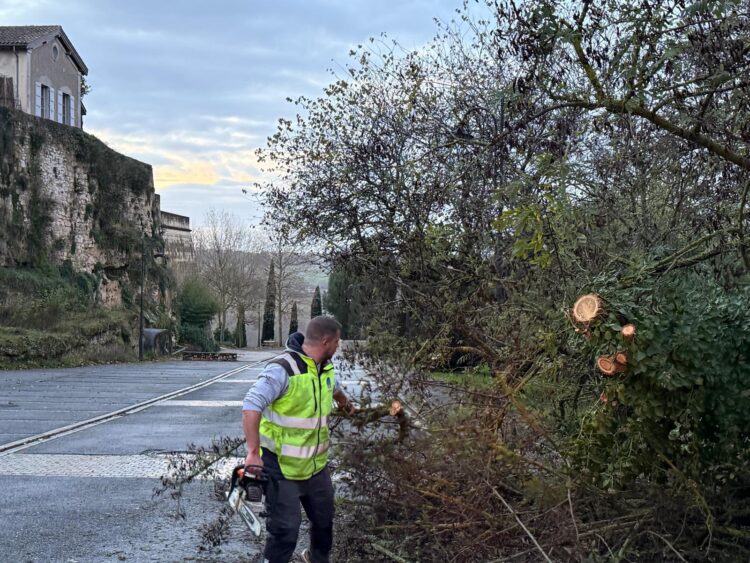 Un acacia chute sur la chaussée&nbsp;: intervention rapide des services municipaux