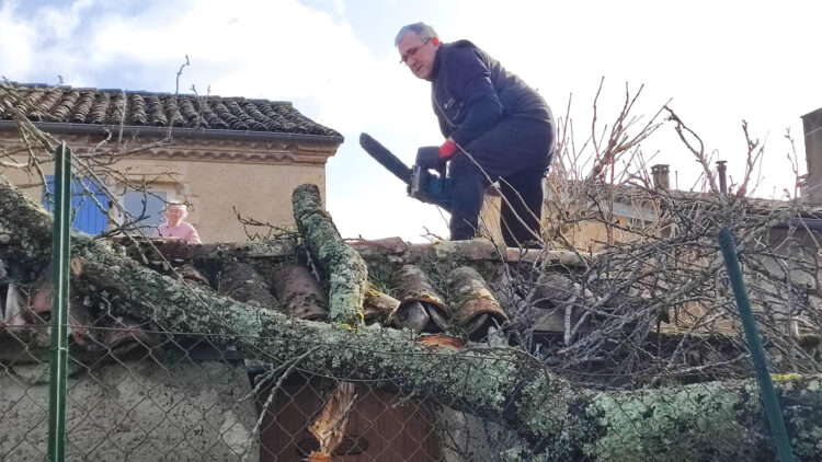 Tempête Nils&nbsp;: Un élan de solidarité après la chute d'un abricotier historique