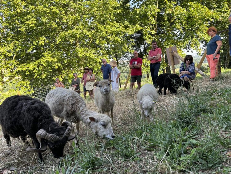 Lectoure&nbsp;: de nouveaux habitants à quatre pattes pour entretenir la commune